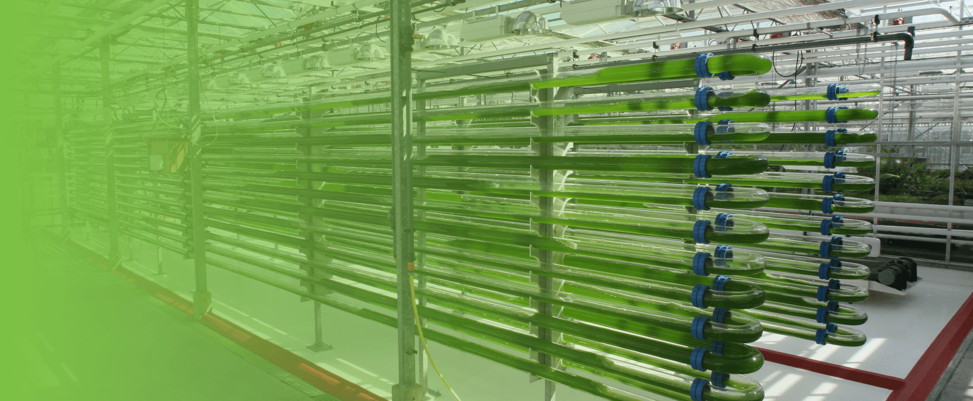 Photo of the Algae pipes